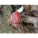 Zdjęcia użytkowników Motorola Moto G22