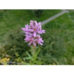 Zdjęcia użytkowników Motorola Moto G30 Dual SIM