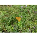 Zdjęcia użytkowników Motorola Moto G30 Dual SIM