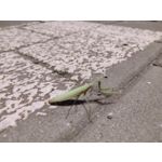 Zdjęcia użytkowników Motorola Moto G30 Dual SIM