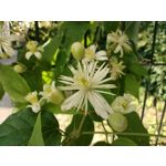 Zdjęcia użytkowników Motorola Moto G30 Dual SIM