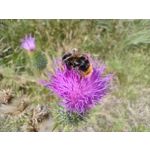 Zdjęcia użytkowników Motorola Moto G30 Dual SIM