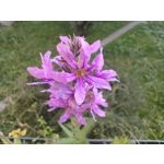 Zdjęcia użytkowników Motorola Moto G30 Dual SIM