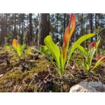 Zdjęcia użytkowników Motorola Moto G30 Dual SIM