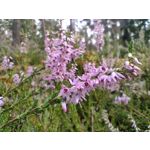 Zdjęcia użytkowników Motorola Moto G30 Dual SIM