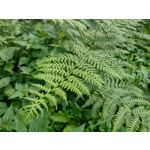 Zdjęcia użytkowników Motorola Moto G30 Dual SIM