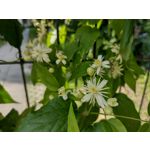 Zdjęcia użytkowników Motorola Moto G30 Dual SIM