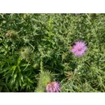 Zdjęcia użytkowników Motorola Moto G30 Zdjęcia użytkowników Motorola Moto G30