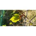 Zdjęcia użytkowników Motorola Moto G30 Zdjęcia użytkowników Motorola Moto G30