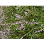 Zdjęcia użytkowników Motorola Moto G30 Zdjęcia użytkowników Motorola Moto G30