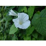 Zdjęcia użytkowników Motorola Moto G30 Zdjęcia użytkowników Motorola Moto G30