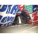 Zdjęcia użytkowników Motorola Moto G5S