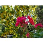 Zdjęcia użytkowników Motorola Moto G6 Plus Zdjęcia użytkowników Motorola Moto G6 Plus