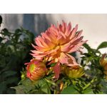 Zdjęcia użytkowników Motorola Moto G6 Plus Zdjęcia użytkowników Motorola Moto G6 Plus