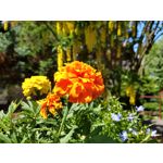 Zdjęcia użytkowników Motorola Moto G6 Plus Zdjęcia użytkowników Motorola Moto G6 Plus