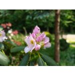 Zdjęcia użytkowników Motorola Moto G6 Plus Zdjęcia użytkowników Motorola Moto G6 Plus