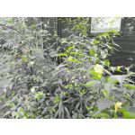 Zdjęcia użytkowników Motorola Moto G6 Plus Zdjęcia użytkowników Motorola Moto G6 Plus