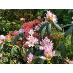 Zdjęcia użytkowników Motorola Moto G6 Plus Zdjęcia użytkowników Motorola Moto G6 Plus