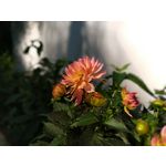 Zdjęcia użytkowników Motorola Moto G6 Plus Zdjęcia użytkowników Motorola Moto G6 Plus