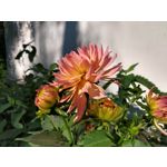 Zdjęcia użytkowników Motorola Moto G6 Plus Zdjęcia użytkowników Motorola Moto G6 Plus