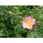 Zdjęcia użytkowników Motorola Moto G6 Plus Zdjęcia użytkowników Motorola Moto G6 Plus