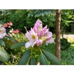 Zdjęcia użytkowników Motorola Moto G6 Plus Zdjęcia użytkowników Motorola Moto G6 Plus