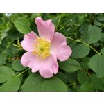 Zdjęcia użytkowników Motorola Moto G6 Plus Zdjęcia użytkowników Motorola Moto G6 Plus