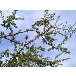 Zdjęcia użytkowników Motorola Moto G7 Power