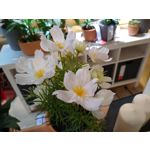 Zdjęcia użytkowników Motorola Moto G7 Power