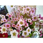 Zdjęcia użytkowników Motorola Moto G7 Power