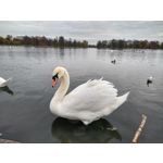 Zdjęcia użytkowników Motorola Moto G8 Plus Dual SIM