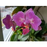 Zdjęcia użytkowników Motorola Moto G8 Power