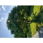 Zdjęcia użytkowników Motorola Moto G82 Dual SIM