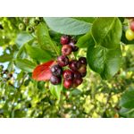 Zdjęcia użytkowników Motorola Moto G82 Dual SIM