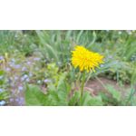 ZDJĘCIA Z TEGO TELEFONU