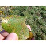 Zdjęcia użytkowników Motorola Moto G84 Dual SIM