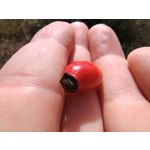 Zdjęcia użytkowników Motorola Moto G84 Dual SIM