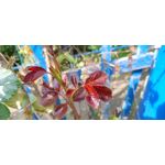 ZDJĘCIA Z TEGO TELEFONU