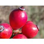 Zdjęcia użytkowników Motorola Moto G84