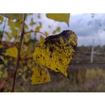 Zdjęcia użytkowników Motorola Moto G84