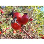 Zdjęcia użytkowników Motorola Moto G84