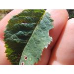 Zdjęcia użytkowników Motorola Moto G84