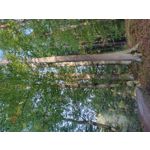 Zdjęcia użytkowników Motorola Moto G84