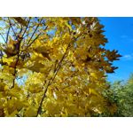 Zdjęcia użytkowników Motorola Moto G84