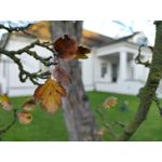 Zdjęcia użytkowników Motorola Moto G9 Plus Zdjęcia użytkowników Motorola Moto G9 Plus