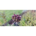 Zdjęcia użytkowników Motorola Moto G9 Plus Zdjęcia użytkowników Motorola Moto G9 Plus