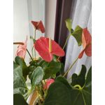 Zdjęcia użytkowników Motorola Moto G9 Plus Zdjęcia użytkowników Motorola Moto G9 Plus