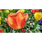 Zdjęcia użytkowników Motorola Moto G9 Plus Zdjęcia użytkowników Motorola Moto G9 Plus