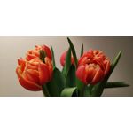 Zdjęcia użytkowników Motorola Moto G9 Plus Zdjęcia użytkowników Motorola Moto G9 Plus