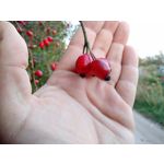 Zdjęcia użytkowników Motorola Moto X 2nd Gen